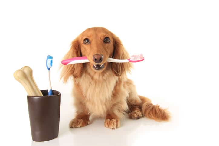 Dog and tooth brush